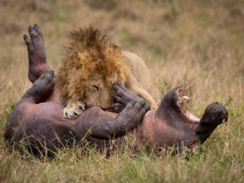 Lion and baby hippo in a struggle to the death
