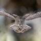 An owl in flight