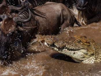 Crocodile & Wildebeest 
