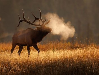 Elk at Sunrise