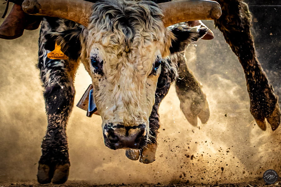 BLACKRAPID SPOTLIGHT: Michael Pintar 1