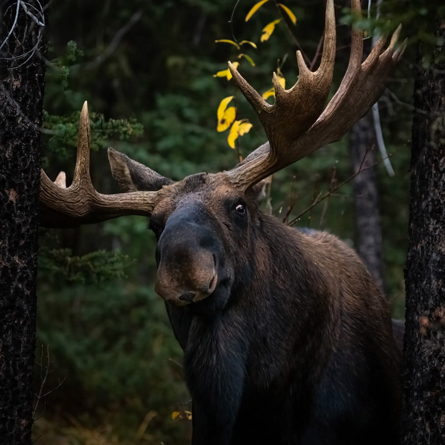 BLACKRAPID SPOTLIGHT: Shane Turgeon 5