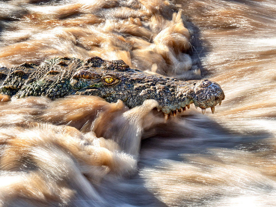 BLACKRAPID SPOTLIGHT: Jay Dickman 4