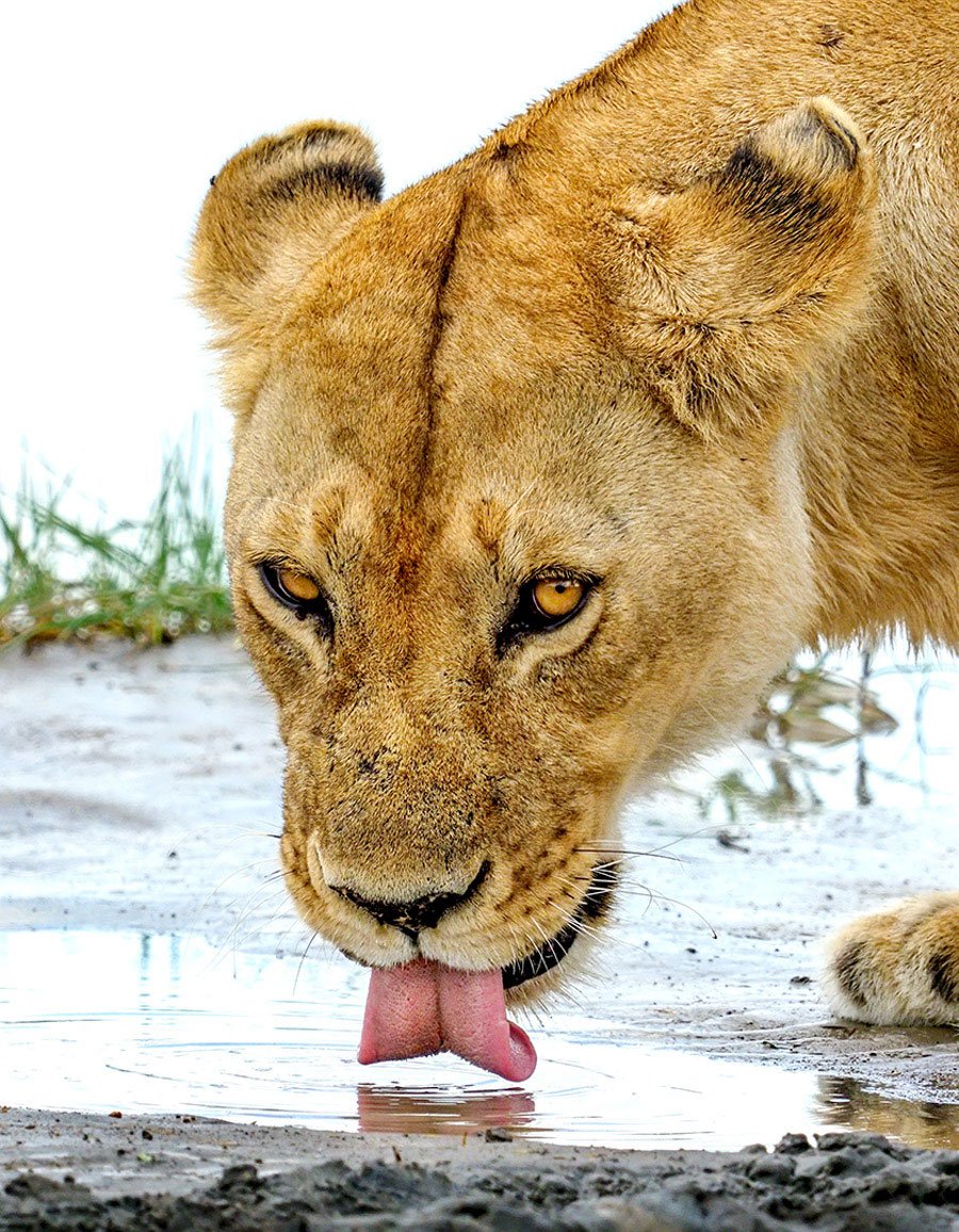 BLACKRAPID SPOTLIGHT: Jay Dickman 5