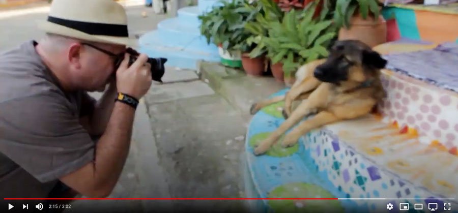 Caring With Compassion, SayulitAnimals 1