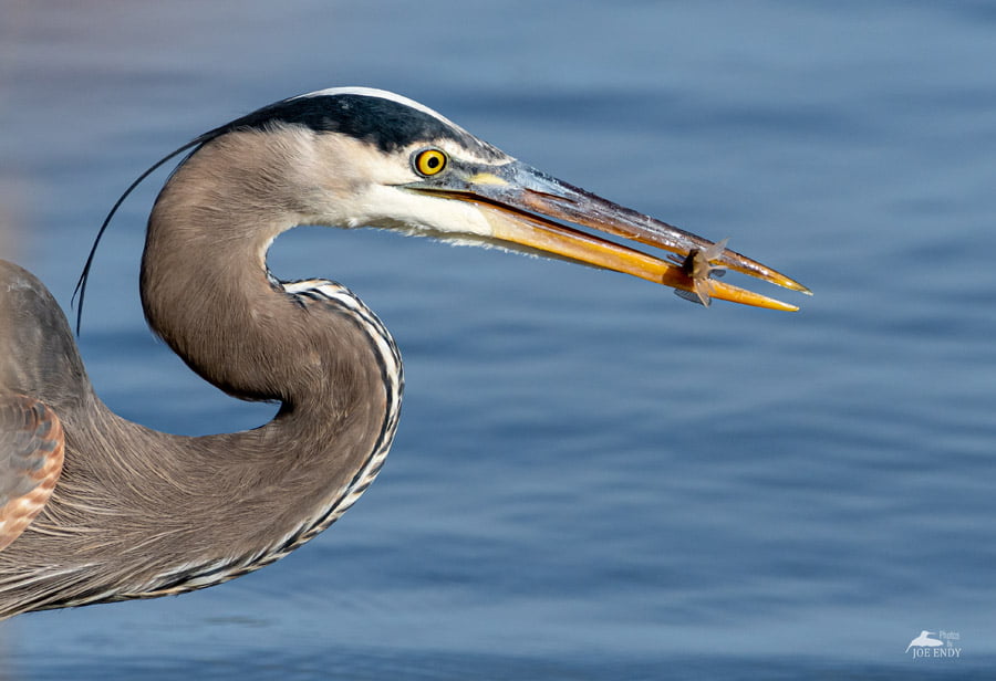 BLACKRAPID SPOTLIGHT: Joe Endy 6