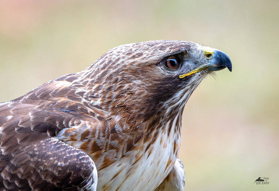 BLACKRAPID SPOTLIGHT: Joe Endy 2