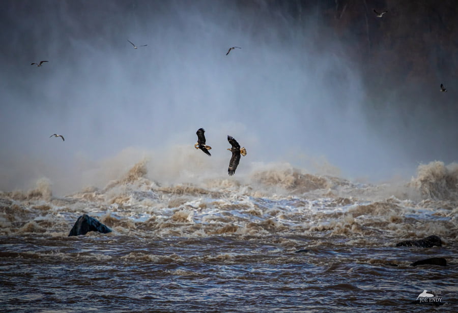 BLACKRAPID SPOTLIGHT: Joe Endy 3