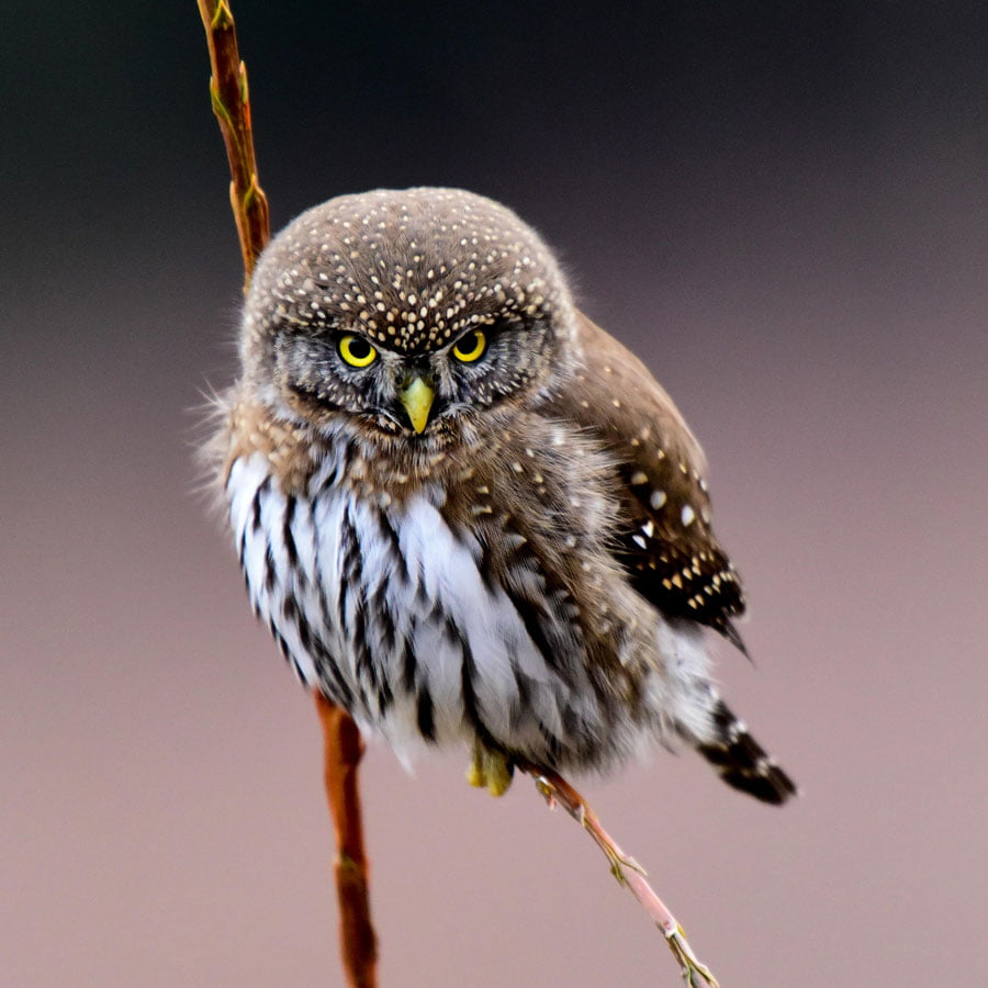 BLACKRAPID SPOTLIGHT: Robbie Keene 1