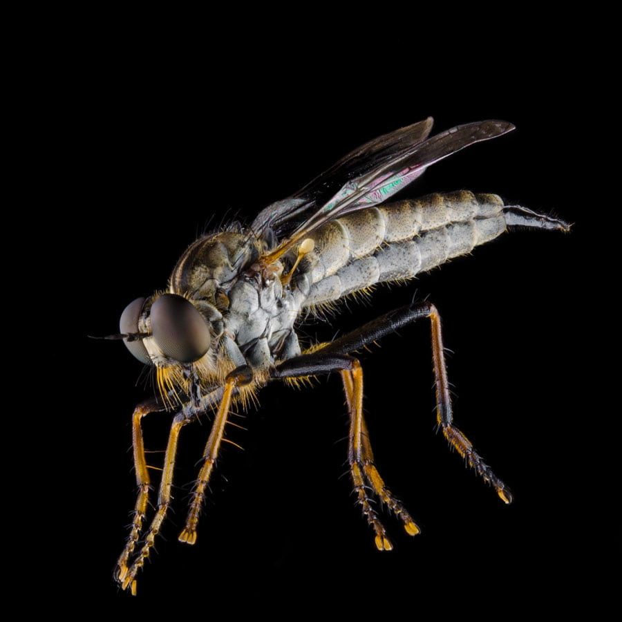 BLACKRAPID SPOTLIGHT: Robbie Keene 2