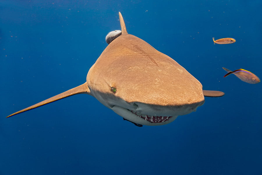 BLACKRAPID SPOTLIGHT: Simone Gori 1