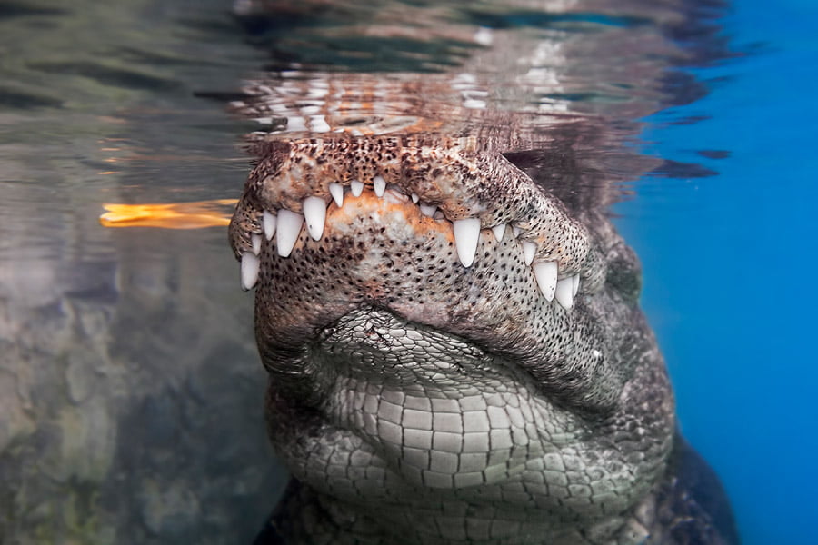 BLACKRAPID SPOTLIGHT: Simone Gori 2