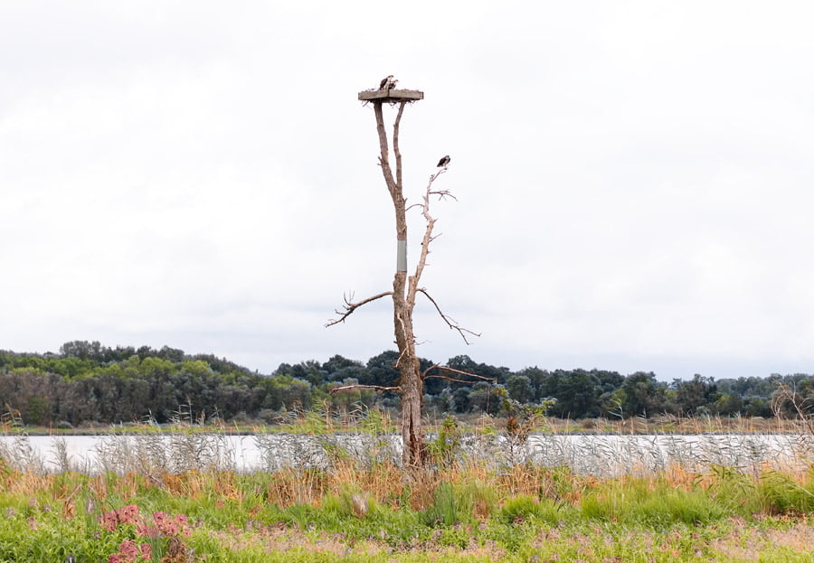 BLACKRAPID SPOTLIGHT: Steven Rossi 6