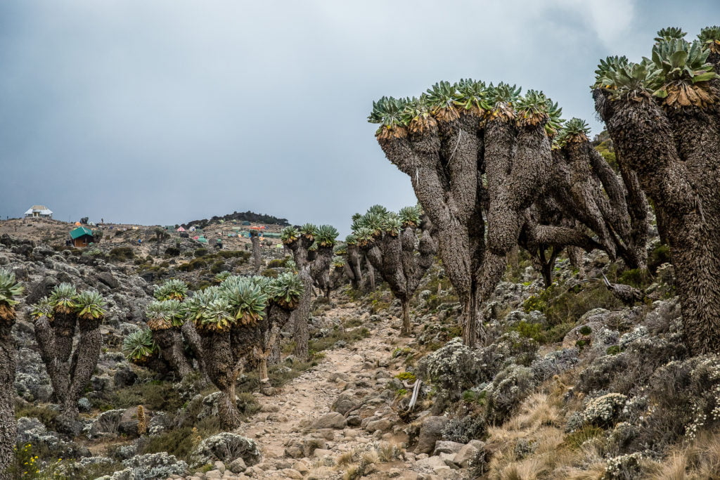Photographing the Wings Of Kilimanjaro Expedition with BLACKRAPID 6