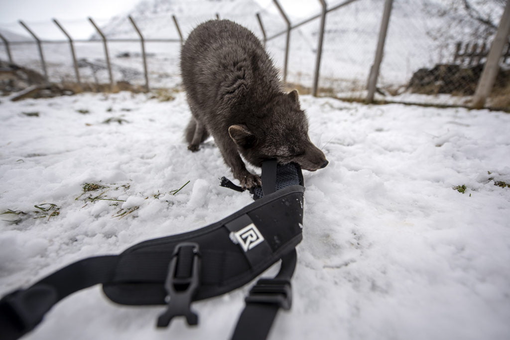 BLACKRAPID Guest Post by Dave Williams | Not On The Warranty 7 BLACKRAPID Guest Post by Dave Williams | Not On The Warranty 7