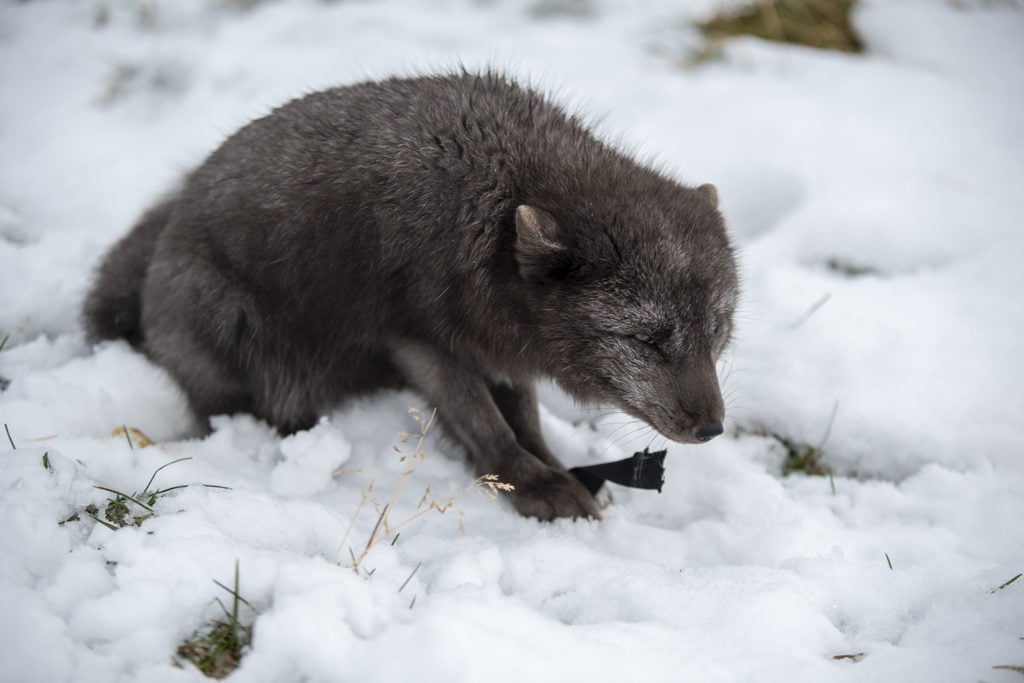 BLACKRAPID Guest Post by Dave Williams | Not On The Warranty 6 BLACKRAPID Guest Post by Dave Williams | Not On The Warranty 6