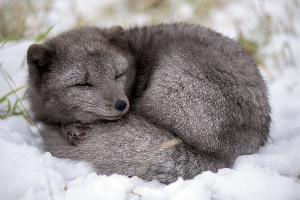 BLACKRAPID Guest Post by Dave Williams | Not On The Warranty 1 BLACKRAPID Guest Post by Dave Williams | Not On The Warranty 1