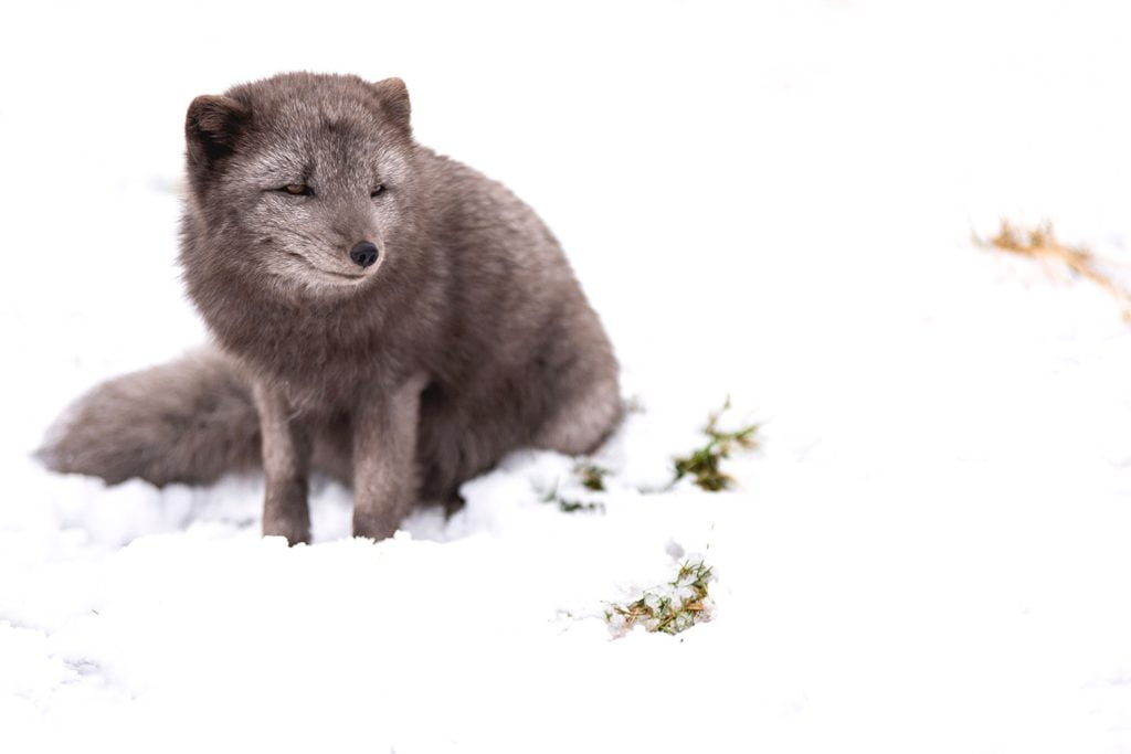 BLACKRAPID Guest Post by Dave Williams | Not On The Warranty 2 BLACKRAPID Guest Post by Dave Williams | Not On The Warranty 2