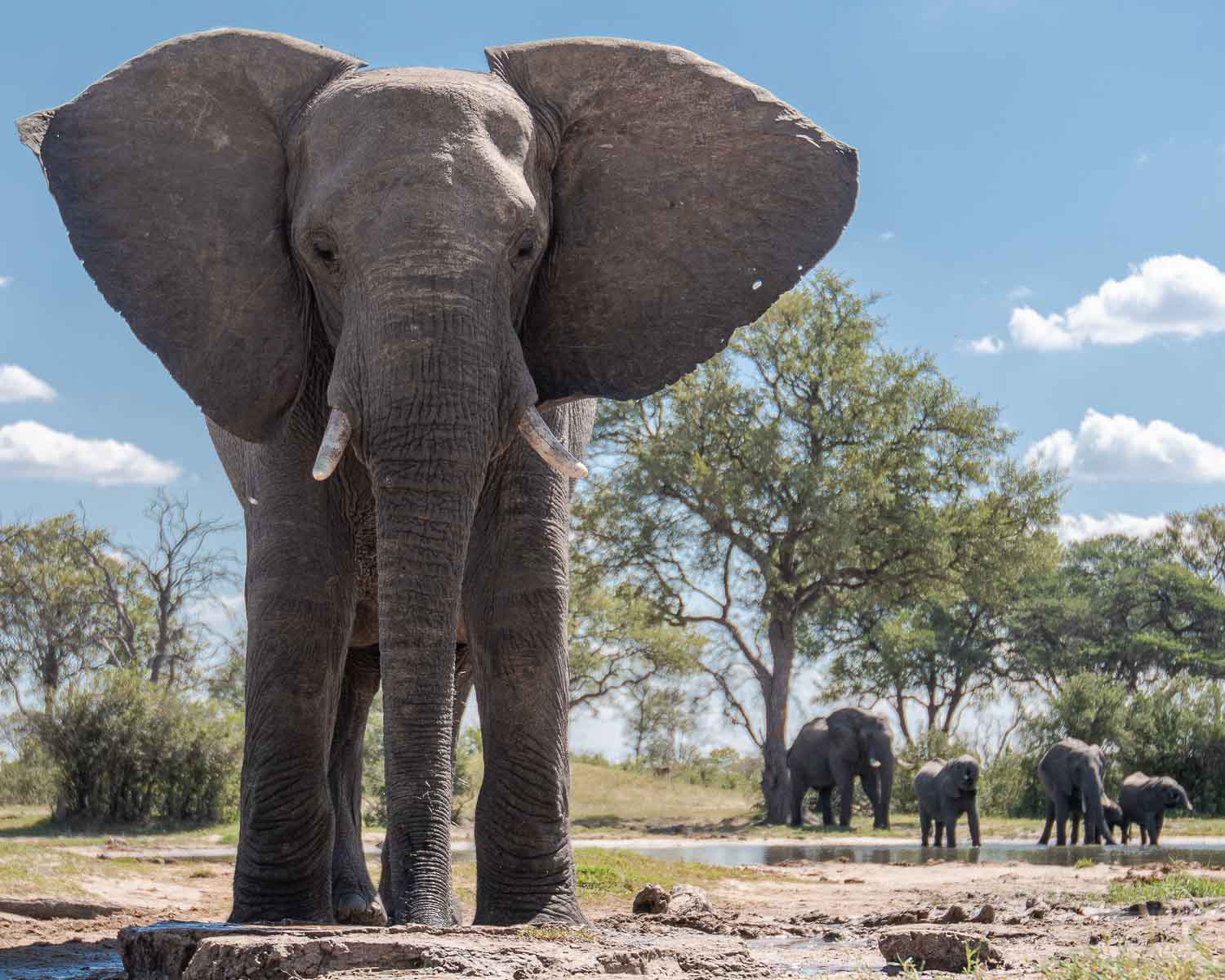 An underground elephant hide in Hwange National Park, Zimbabwe, allowed me to be beneath this bull elephant quenching his thirst at a watering hole