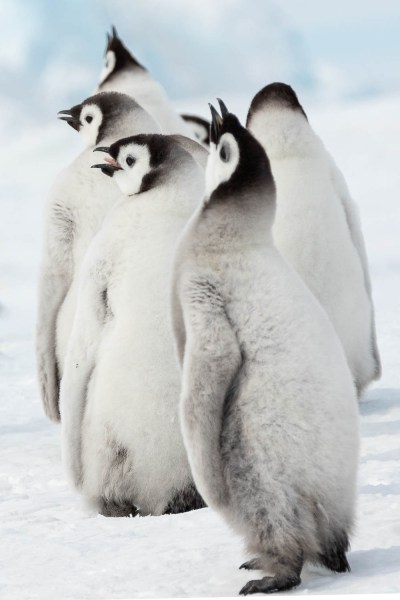 Patiently waiting rewarded me with multiple penguin chicks simultaneously calling
