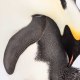 An Emperor penguin preening in Snow Hill, Antarctica