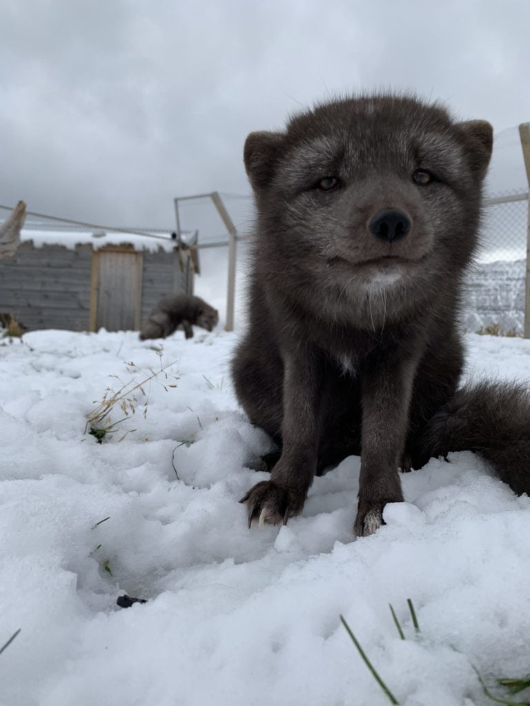 BLACKRAPID Guest Post by Dave Williams | Not On The Warranty 3 BLACKRAPID Guest Post by Dave Williams | Not On The Warranty 3