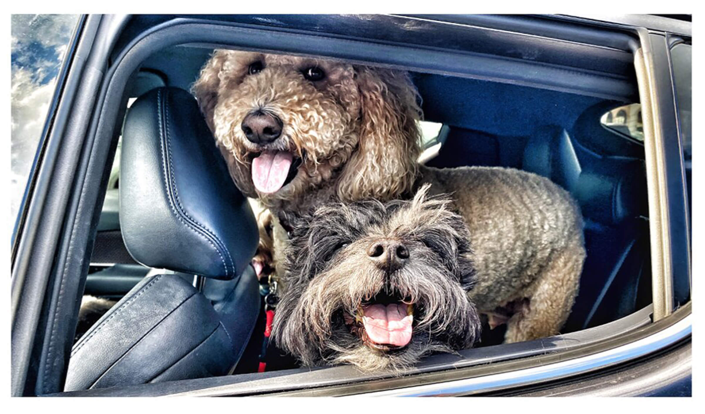 BlackRapid Celebrates Dogs! 1