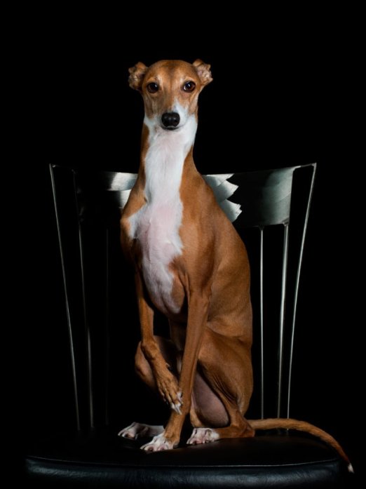 BlackRapid Celebrates Dogs! 2