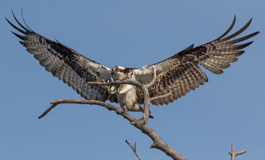Steven Rossi / Wildlife Photography 1 Steven Rossi / Wildlife Photography 1