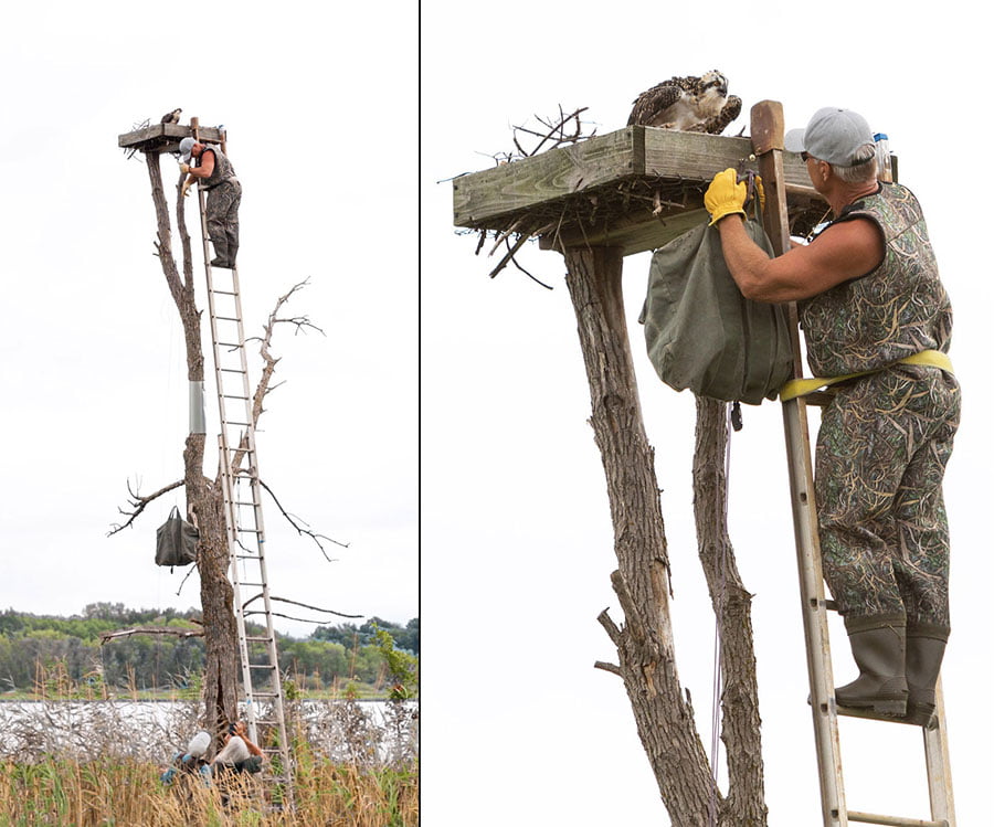 Steven Rossi / Wildlife Photography 3 Steven Rossi / Wildlife Photography 3
