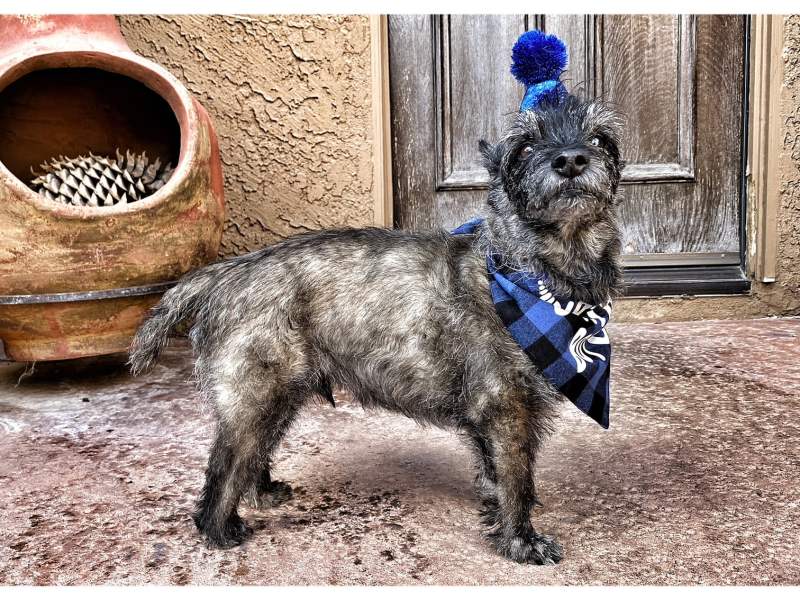 Woof turned 13 years 1-22-22! 1